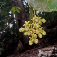 <i>Campylospermum serratum</i>  (Gaertn.) Bittrich & M.C.E.Amaral